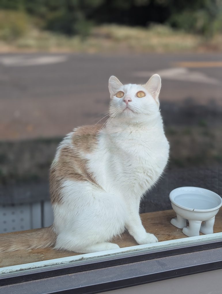 Neb has murder eyes for a local crow