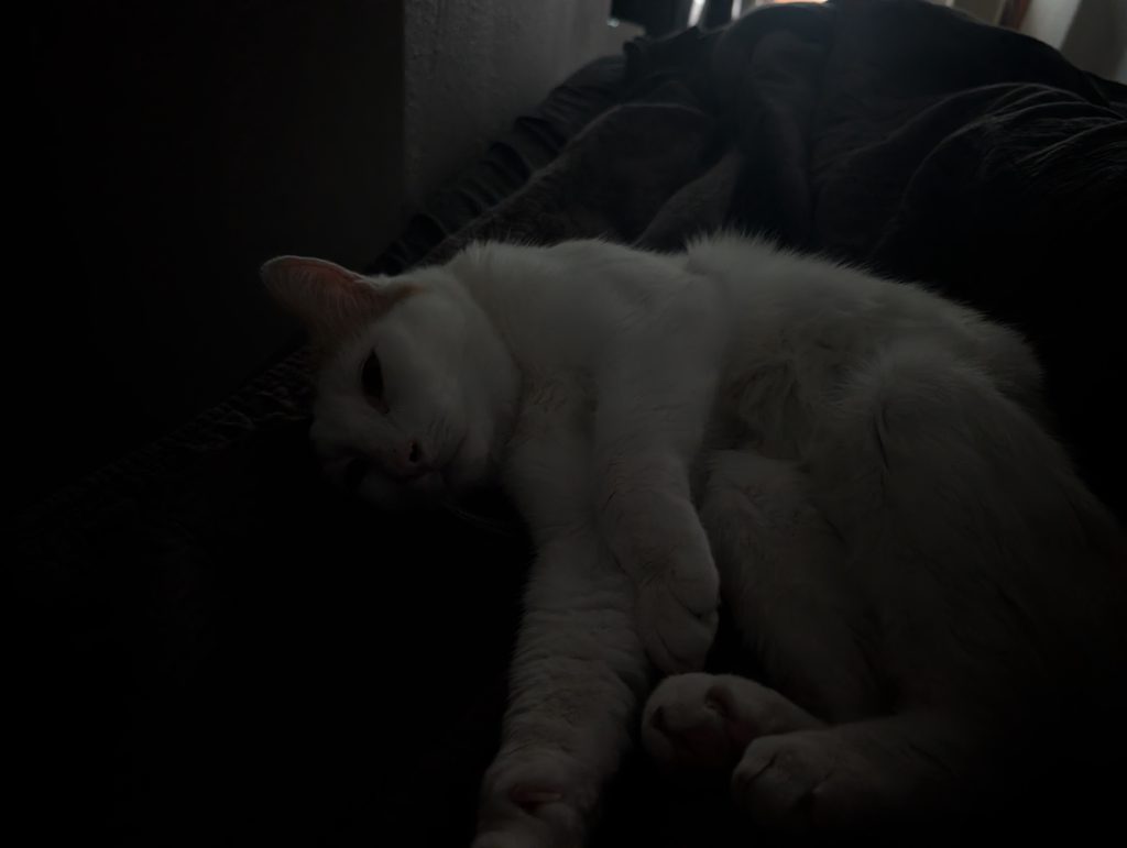 Neb in the dark with snuggles